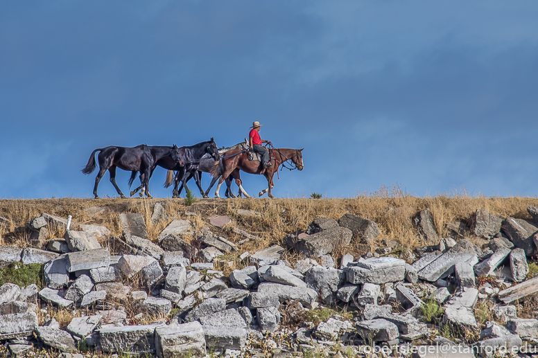 rider with horses